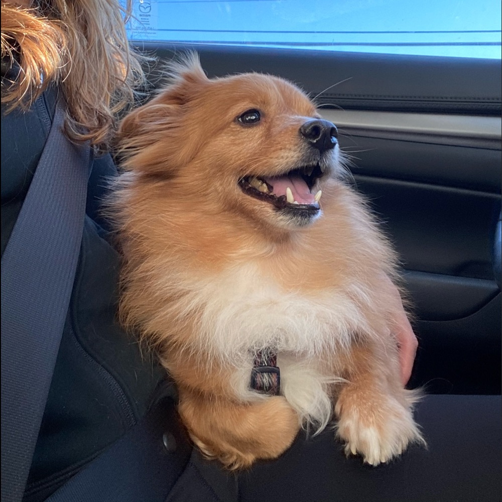 Meet your Posher, Lauren